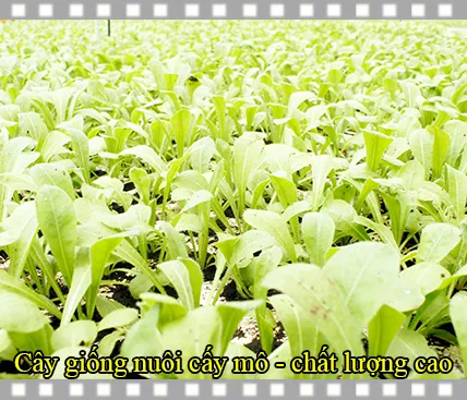 Sản phẩm 2 — Công Ty Cổ Phần Công Nghệ Sinh Học Rừng Hoa Đà Lạt — MST 5800395846