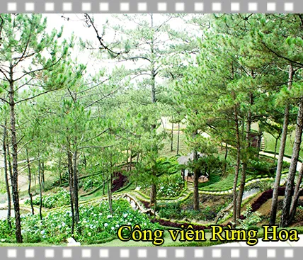 Sản phẩm 9 — Công Ty Cổ Phần Công Nghệ Sinh Học Rừng Hoa Đà Lạt — MST 5800395846