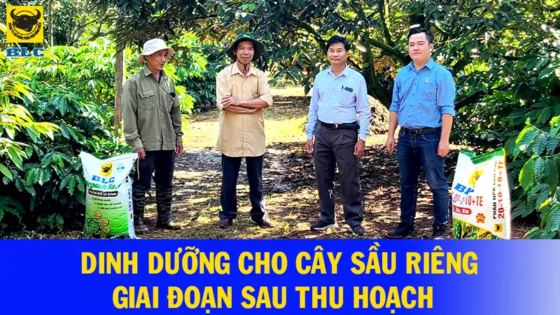 Sản phẩm DINH DUONG SAU RIENG SAU THU HOACH — Công Ty Cổ Phần Bình Điền - Lâm Đồng — MST 5800606078
