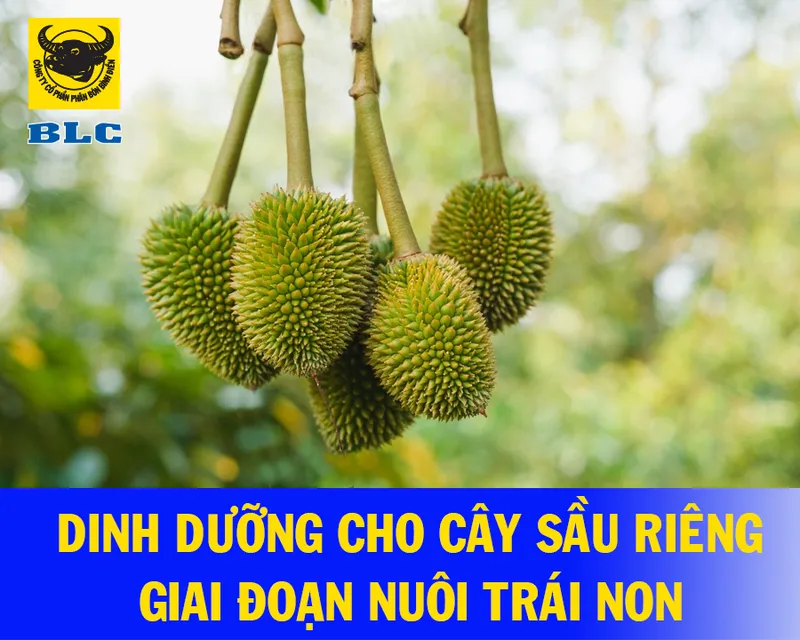 Sản phẩm web sau rieng — Công Ty Cổ Phần Bình Điền - Lâm Đồng — MST 5800606078