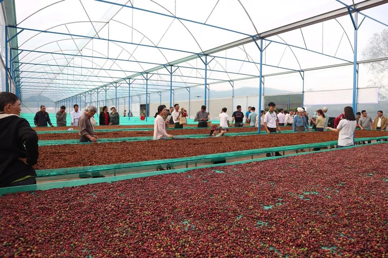 Sản phẩm Harvest — Cà Phê Tám Trình - Công Ty TNHH Xuất Nhập Khẩu Cà Phê Tám Trình — MST 5800858318