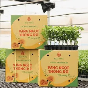 Sản phẩm 441944287_973696388093017_1601797813242803592_n 300x300 — Công Ty Cổ Phần Quốc Tế Thông Đỏ — MST 5801204660