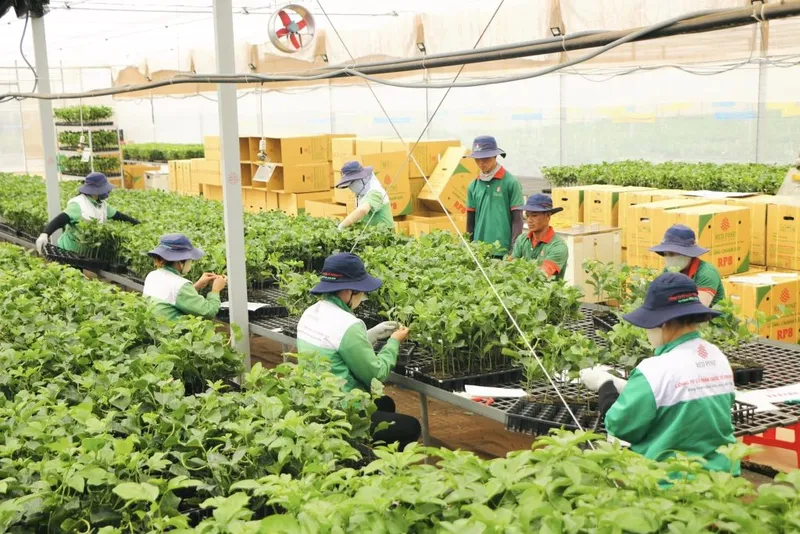 Sản phẩm 447638156_974820277980628_8553554251907133726_n 1024x683 — Công Ty Cổ Phần Quốc Tế Thông Đỏ — MST 5801204660