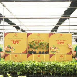 Sản phẩm IMG_7627 300x300 — Công Ty Cổ Phần Quốc Tế Thông Đỏ — MST 5801204660