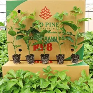 Sản phẩm 274673469_7812746172084437_4005801571953100517_n 300x300 — Công Ty Cổ Phần Quốc Tế Thông Đỏ — MST 5801204660