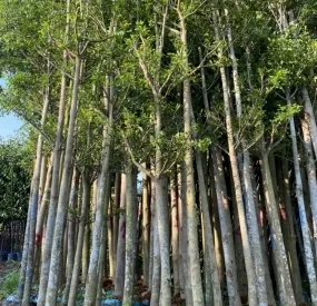 Sản phẩm bangdailoan 994 — Công Ty TNHH Cây Xanh Ngọc ánh — MST 5801338505