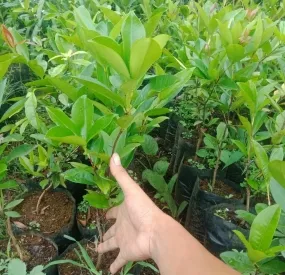 Sản phẩm cay cherry 59 — Công Ty TNHH Cây Xanh Ngọc ánh — MST 5801338505