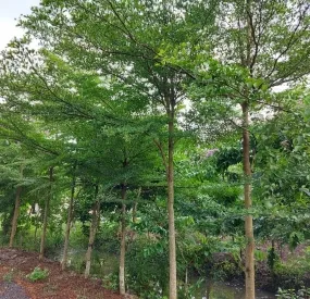 Sản phẩm caybangdailoan 6944 — Công Ty TNHH Cây Xanh Ngọc ánh — MST 5801338505