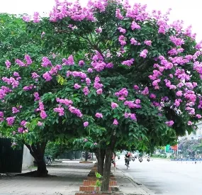Sản phẩm caybanglang12 3988 — Công Ty TNHH Cây Xanh Ngọc ánh — MST 5801338505