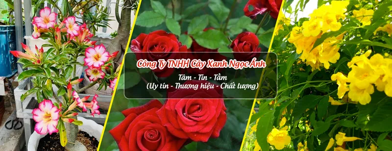 Sản phẩm caycanhcayxanhngocanh 3259 — Công Ty TNHH Cây Xanh Ngọc ánh — MST 5801338505