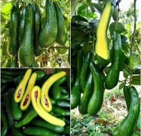 Sản phẩm caygiongbo304 7250 — Công Ty TNHH Cây Xanh Ngọc ánh — MST 5801338505
