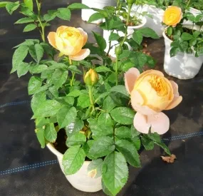 Sản phẩm cayhongtera 8944 — Công Ty TNHH Cây Xanh Ngọc ánh — MST 5801338505