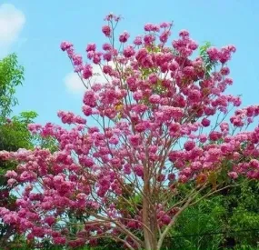 Sản phẩm caykenhong 5078 — Công Ty TNHH Cây Xanh Ngọc ánh — MST 5801338505