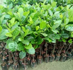 Sản phẩm caymitthaigiong 4091 — Công Ty TNHH Cây Xanh Ngọc ánh — MST 5801338505