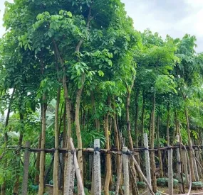 Sản phẩm caymongbo 7068 — Công Ty TNHH Cây Xanh Ngọc ánh — MST 5801338505