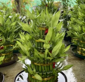 Sản phẩm cayphattaicayxanhngocanh 5302 — Công Ty TNHH Cây Xanh Ngọc ánh — MST 5801338505