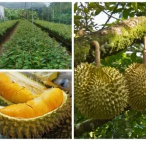 Sản phẩm caysaurienggiongri61 5005 — Công Ty TNHH Cây Xanh Ngọc ánh — MST 5801338505