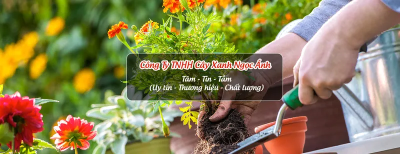 Sản phẩm cayxanhngocanhslide 4799 — Công Ty TNHH Cây Xanh Ngọc ánh — MST 5801338505