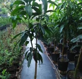 Sản phẩm cayxoai 2426 — Công Ty TNHH Cây Xanh Ngọc ánh — MST 5801338505