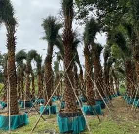Sản phẩm chala 8217 — Công Ty TNHH Cây Xanh Ngọc ánh — MST 5801338505