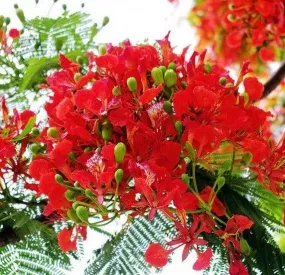 Sản phẩm hinhanhhoaphuongdep2 4092 — Công Ty TNHH Cây Xanh Ngọc ánh — MST 5801338505