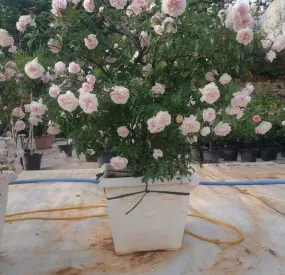 Sản phẩm hoahongngoai 5377 — Công Ty TNHH Cây Xanh Ngọc ánh — MST 5801338505