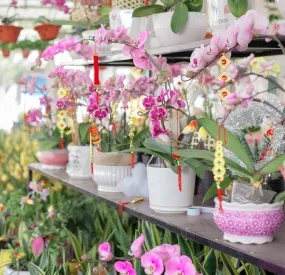 Sản phẩm lanhodiep 8554 — Công Ty TNHH Cây Xanh Ngọc ánh — MST 5801338505