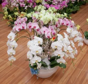 Sản phẩm lanhodiep02 4845 — Công Ty TNHH Cây Xanh Ngọc ánh — MST 5801338505