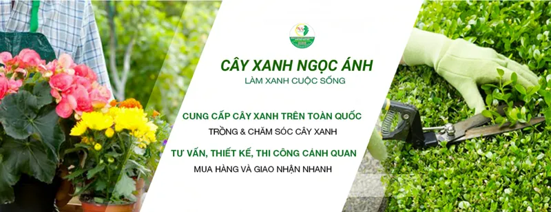 Sản phẩm layer 1 1795 — Công Ty TNHH Cây Xanh Ngọc ánh — MST 5801338505