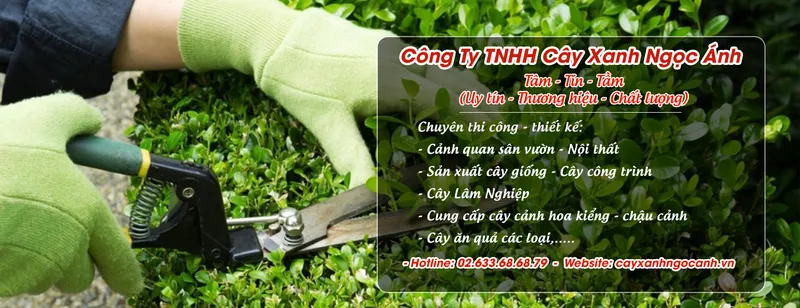 Sản phẩm thicongcayxanhngocanh 7042 — Công Ty TNHH Cây Xanh Ngọc ánh — MST 5801338505