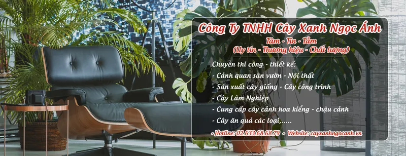Sản phẩm thietkenoithatcanhquancayxanhngocanh 3405 — Công Ty TNHH Cây Xanh Ngọc ánh — MST 5801338505