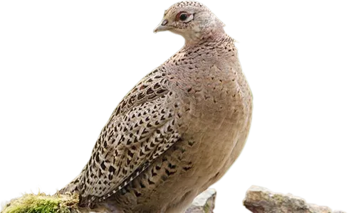 Sản phẩm hen — Công Ty TNHH Thương Mại Chăn Nuôi Thành Công — MST 5801379276
