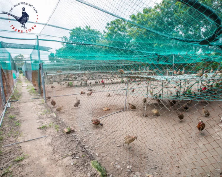 Sản phẩm image\672394a6 eacc 4ca4 b6bb 6e2a091bc307 — Công Ty TNHH Thương Mại Chăn Nuôi Thành Công — MST 5801379276