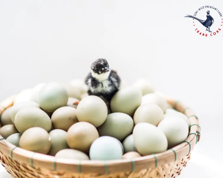 Sản phẩm image\6f7f1fb4 7e68 465b 9144 ab69bf72e508 — Công Ty TNHH Thương Mại Chăn Nuôi Thành Công — MST 5801379276