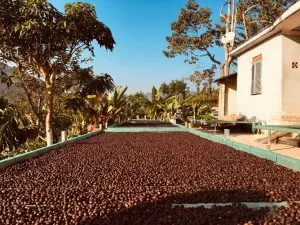 Sản phẩm ca phe cong nghe cao 00 300x225 — Ritachi Coffee - Công Ty TNHH Nosavi — MST 5801382247