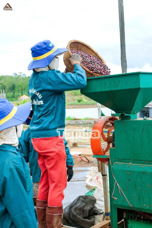 Sản phẩm 83c3d87fac4f56110f5e 683x1024 — Cà Phê Tamba - Công Ty TNHH SX Và DV Tamba — MST 5900190144