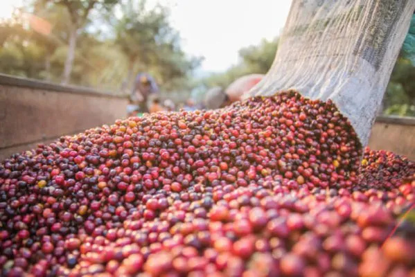 Sản phẩm natural coffee processing method 1 599x400 1 — Cà Phê Thu Hà - Công Ty Cổ Phần Cà Phê Thu Hà — MST 5900254648