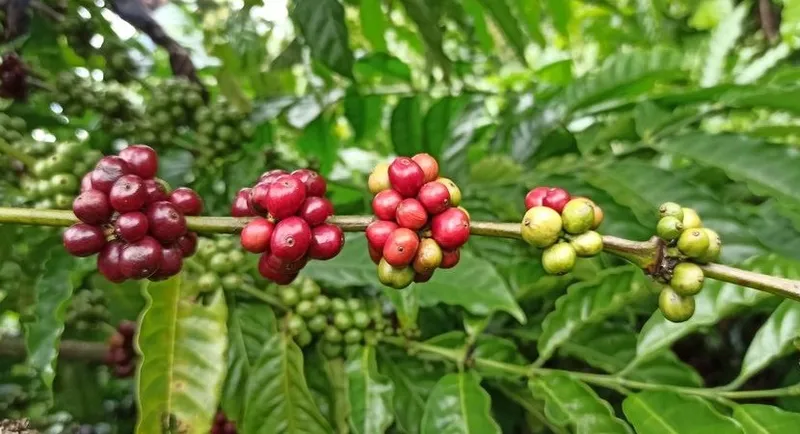 Sản phẩm 120567539_1755452061285604_1533951480198569102_o22 — Hợp Tác Xã Nông Nghiệp Và Dịch Vụ Nam Yang — MST 5901067697