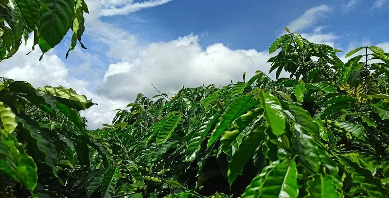 Sản phẩm 120623815_1755451994618944_7219683420336150481_o0 — Hợp Tác Xã Nông Nghiệp Và Dịch Vụ Nam Yang — MST 5901067697