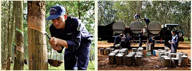 Sản phẩm business firm1 — Dakruco - Công Ty TNHH MTV Cao Su Đắc Lắk — MST 6000175829