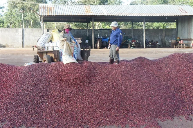 Sản phẩm 08 08 59_c phe chin deu c ty moi thu hoch — Công Ty Cổ Phần Cà Phê Thắng Lợi — MST 6000182456