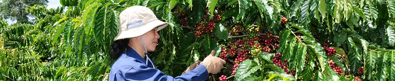 Sản phẩm img banner1 — Công Ty Cổ Phần Cà Phê Thắng Lợi — MST 6000182456