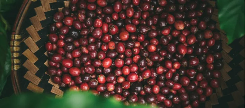 Sản phẩm Coffee Journey scaled e1672731890986 — Công Ty TNHH Một Thành Viên Xuất Nhập Khẩu 2-9 Đắk Lắk — MST 6000234538