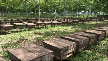 Sản phẩm 11qc bee farm — Mật Ong Ban Mê Thuột - Công Ty Cổ Phần Ong Mật Ban Mê Thuột — MST 6000513725