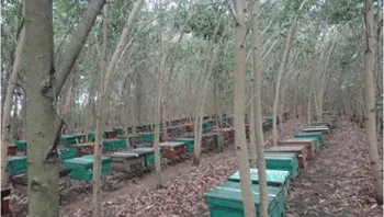 Sản phẩm 12qc bee farm2 — Mật Ong Ban Mê Thuột - Công Ty Cổ Phần Ong Mật Ban Mê Thuột — MST 6000513725