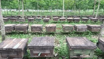 Sản phẩm 13qc bee farm3 — Mật Ong Ban Mê Thuột - Công Ty Cổ Phần Ong Mật Ban Mê Thuột — MST 6000513725