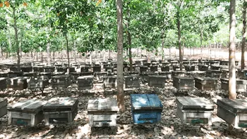 Sản phẩm 14qc bee farm4 — Mật Ong Ban Mê Thuột - Công Ty Cổ Phần Ong Mật Ban Mê Thuột — MST 6000513725
