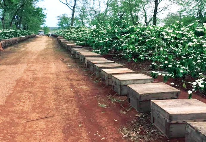 Sản phẩm trai ong ca phe ban me thuot honeybee — Mật Ong Ban Mê Thuột - Công Ty Cổ Phần Ong Mật Ban Mê Thuột — MST 6000513725