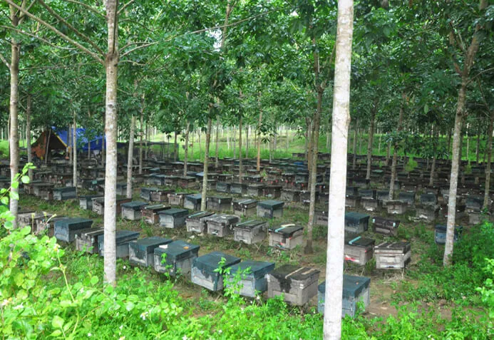 Sản phẩm trai ong cao su — Mật Ong Ban Mê Thuột - Công Ty Cổ Phần Ong Mật Ban Mê Thuột — MST 6000513725