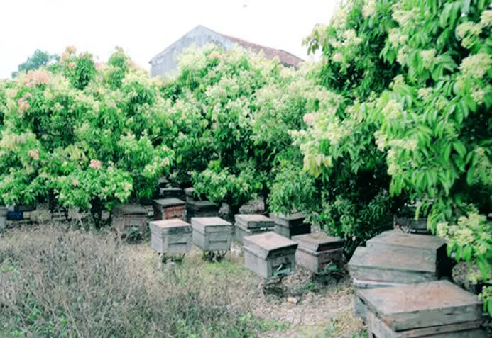 Sản phẩm trai ong vai ban me thuot honeybee — Mật Ong Ban Mê Thuột - Công Ty Cổ Phần Ong Mật Ban Mê Thuột — MST 6000513725